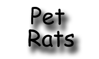 e-portfolio