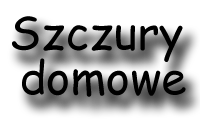 e-portfolio